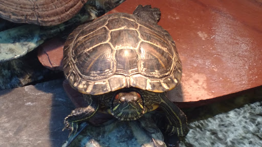 Nature Preserve «For-Mar Nature Preserve & Arboretum», reviews and photos, 2142 N Genesee Rd, Burton, MI 48509, USA