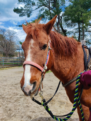 Tourist Attraction «C and L Stables», reviews and photos, 1095 Ives Rd, East Greenwich, RI 02818, USA