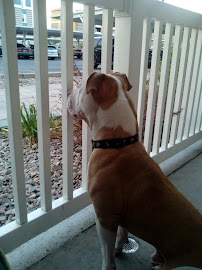 Brickyard Kennel, iPawd, inc. - Photo 8 - Car repair in Millcreek, UT, Salt Lake City