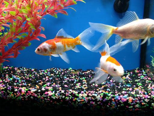 Pet Store «Wet Pets N Critters», reviews and photos, 103 TX-281 Loop, Longview, TX 75605, USA