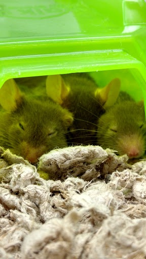 Pet Supply Store «Petco Animal Supplies», reviews and photos, 20111 US-19 #201c, Cranberry Twp, PA 16066, USA