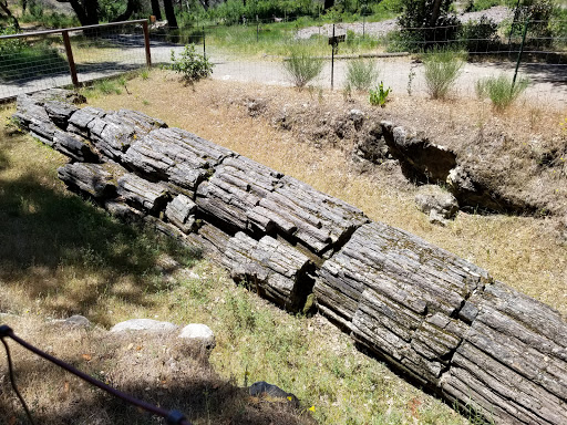 National Forest «Petrified Forest», reviews and photos