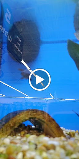 Pet Supply Store «Pet Supplies Plus», reviews and photos, 2801 Wade Hampton Blvd #100, Taylors, SC 29687, USA