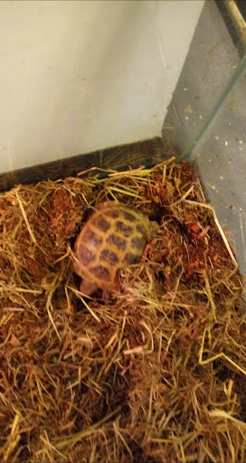 Pet Store «Off The Hook Exotics Pet Shop», reviews and photos, 926 5th Ave, Coraopolis, PA 15108, USA