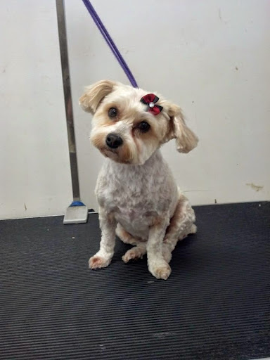 Rockin Pups Grooming llc IS BACK!