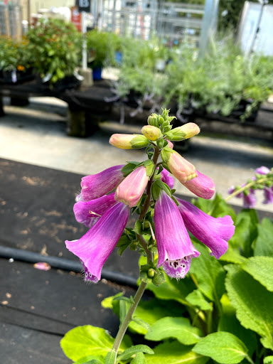 Garden Center «Stauffers of Kissel Hill Home & Garden Store», reviews and photos, 4450 Lincoln Hwy, York, PA 17406, USA