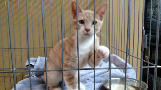 Pet Supply Store «Woodlands Pet Food & Treats», reviews and photos, 902 3rd St, San Rafael, CA 94901, USA