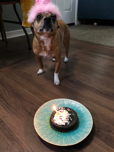 Pet Supply Store «PetPeople», reviews and photos, 3330 Washtenaw Ave, Ann Arbor, MI 48104, USA