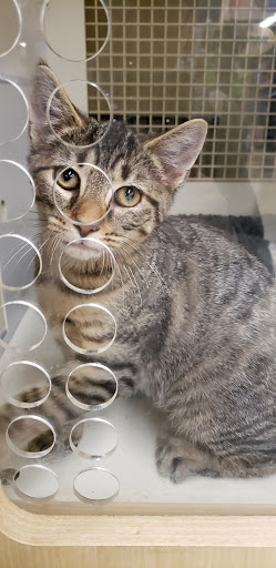 Pet Supply Store «Petco Animal Supplies», reviews and photos, 1145 N Hermitage Rd, Hermitage, PA 16148, USA