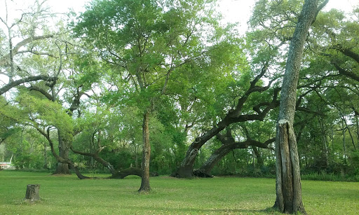 Golf Course «Austin Bayou Golf Course and RV Park», reviews and photos, 2111 County Rd 33, Danbury, TX 77534, USA