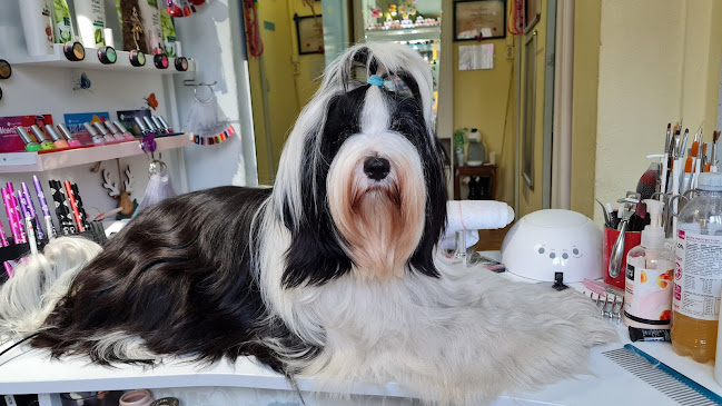 Comentarii opinii despre Csokibarna Szolárium Kreatív Műköröm Stúdió