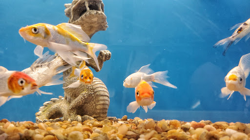 Pet Supply Store «PetSmart», reviews and photos, 3045 Festival Way, Waldorf, MD 20601, USA