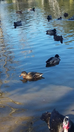 Nature Preserve «Mary Vagle Nature Center», reviews and photos, 11501 Cypress Ave E, Fontana, CA 92337, USA