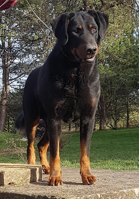 Pension Canine Élevage Des Terres Plaines à Joux-la-Ville