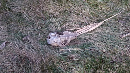 State Park «James Pate Philip State Park», reviews and photos, 2050 W Stearns Rd, Bartlett, IL 60103, USA