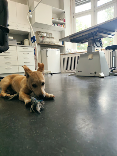Dr.med.vet. Peter Dietz veterinarian unter Recklinghausen, 