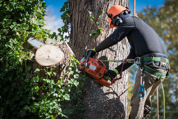 Allred Tree Service | Free Estimates | Houston, TX