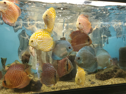 Aquarium «Tropical Treasures», reviews and photos, 3502 W Greenway Rd Suite 7, Phoenix, AZ 85053, USA