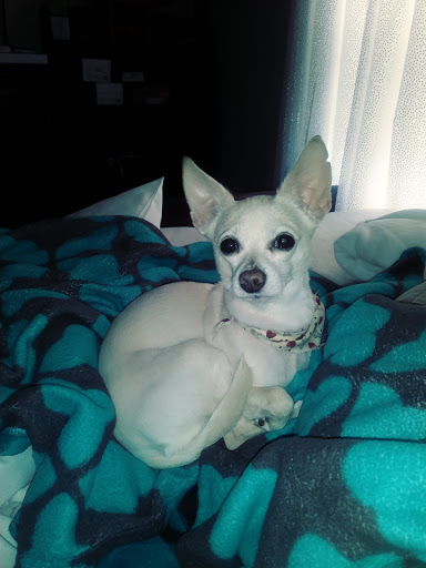 Pet Supply Store «Pet Supplies Plus», reviews and photos, 494 Westgate Dr, Brockton, MA 02301, USA