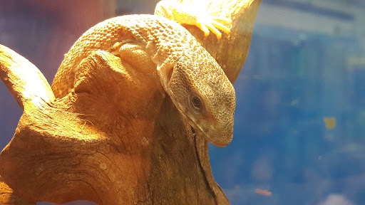 Tropical Fish Store «Tropi-Quatics Pet Center», reviews and photos, 337 S Main St, Lombard, IL 60148, USA