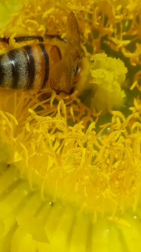 Bee Busters - Orange County Bee Removal Service image