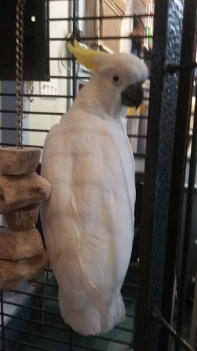 Pet Store «Birdwalk», reviews and photos, 549 Liberty St, Painesville, OH 44077, USA