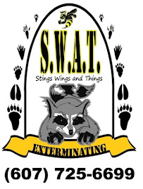 S.W.A.T. Stings Wings And Things LLC - Photo 4 - Car repair in Binghamton, NY, Binghamton