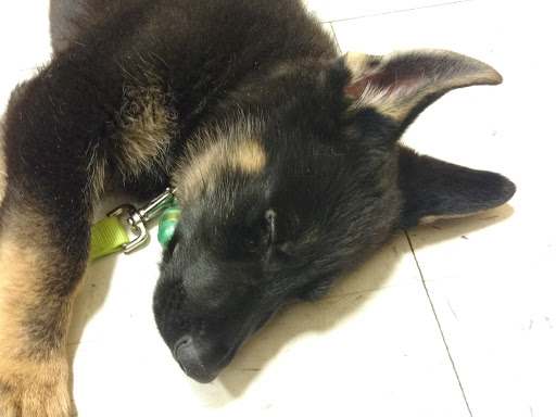 Pet Supply Store «PetSmart», reviews and photos, 1705 N Bechtle Ave, Springfield, OH 45504, USA