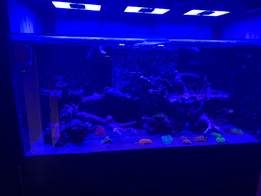 Tropical Fish Store «Blue Earth Corals & Aquariums», reviews and photos, 5791 Desoto Rd, Lake Worth, FL 33463, USA