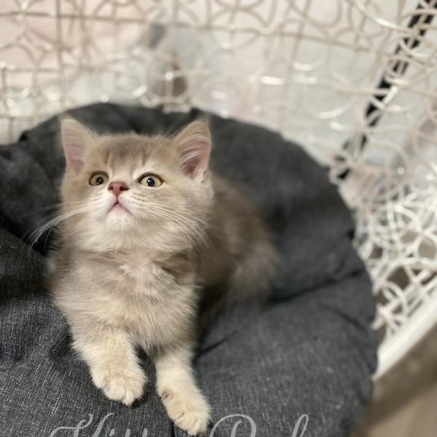 Kitty Palace Cattery - Scottish Kittens For Sale