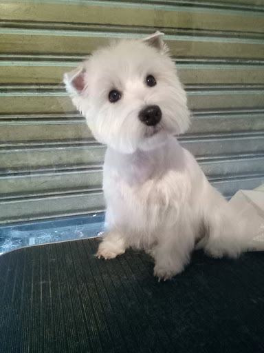 Peluqueados Peluquería Canina a Domicilio o en Local