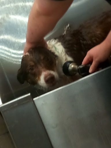 Pet Supply Store «Pet Supplies Plus», reviews and photos, 3801 S Cooper St, Arlington, TX 76015, USA