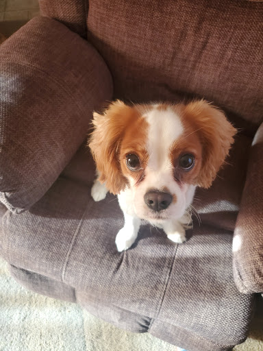 Pet Supply Store «Pet Supplies Plus», reviews and photos, 120 Sara Way, Belle Vernon, PA 15012, USA