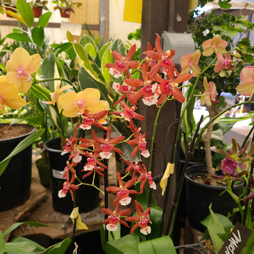 Plant Nursery «San Gabriel Nursery & Florist», reviews and photos, 632 S San Gabriel Blvd, San Gabriel, CA 91776, USA