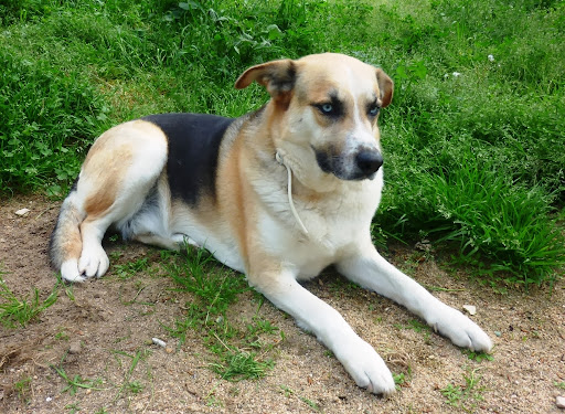 Clínica Veterinaria Cinos en Blanes