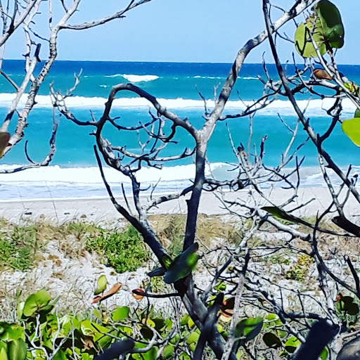Park «Juno Dunes Natural Area», reviews and photos, 14501 US-1, Juno Beach, FL 33408, USA