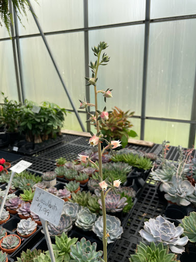 Florist «Country Greenery», reviews and photos, 1518 U.S. 9, Cape May Court House, NJ 08210, USA