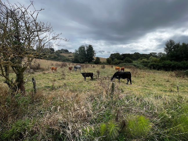 Reviews of Arreton Down nature reserve in Newport - Other