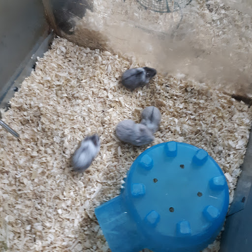 Pet Store «Jules Pet Shop», reviews and photos, 2214 N Milwaukee Ave, Chicago, IL 60647, USA