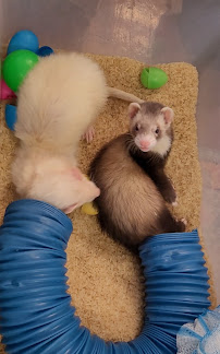 Ruffin's Pet Centres - Fort Erie - Photo 4 - Car repair in Fort Erie, ON, Canada, Buffalo