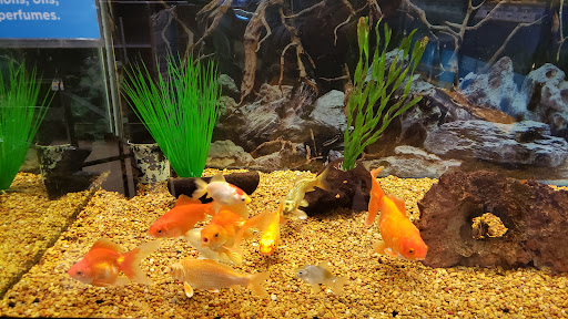 Pet Supply Store «Petco Animal Supplies», reviews and photos, 225 Maple Ave E, Vienna, VA 22180, USA