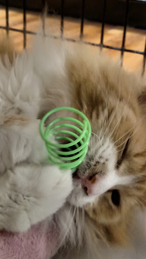 Pet Supply Store «Pet Supermarket», reviews and photos, 1112 N Fielder Rd, Arlington, TX 76012, USA