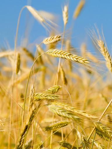 Natural Foods Store «Elements of Nutrition - Organic Health Food Store & Natural Foods», reviews and photos, 4710 Kirkwood Hwy, Wilmington, DE 19808, USA