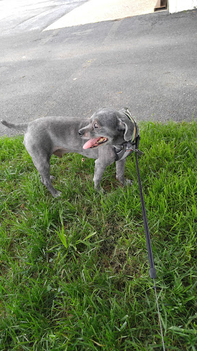 Pet Store «Abrams and Weakley General Store for Animals», reviews and photos, 3963 N 6th St, Harrisburg, PA 17110, USA