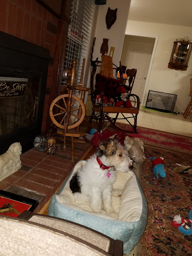 Purrfectly Pawlished Pet Salon