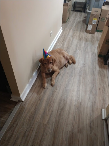 Pet Supply Store «Petco Animal Supplies», reviews and photos, 10235 Indianapolis Blvd, Highland, IN 46322, USA