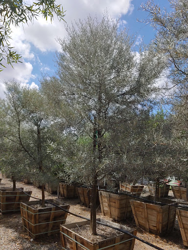 Garden Center «Moon Valley Nurseries West Valley / Avondale», reviews and photos, 11320 W Indian School Rd, Avondale, AZ 85323, USA