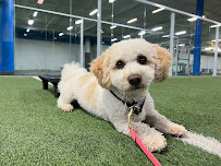 K-9 Culture Dog Training / Boarding / Grooming / Daycare - Photo 3 - Car repair in Carrollton, TX, Plano
