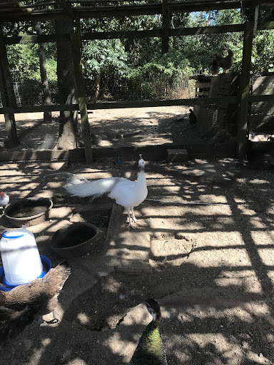 Animal Feed Store «Barnstable Farm & Pet», reviews and photos, 48 Lombard Ave, West Barnstable, MA 02668, USA