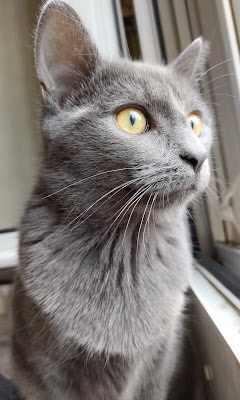 Clinique Veterinaire Du Temple à Paris